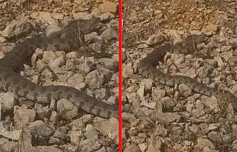 Elazığ'da engerek yılanı görüntülendi