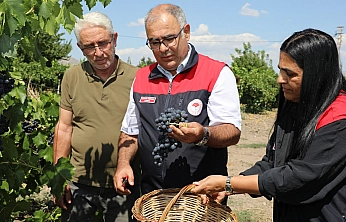 Elazığ'da erkenci üzüm hasadı başladı