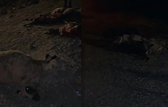 Elazığ'da facia! Koyun sürüsüne kamyonet çarptı: 30 koyun telef oldu