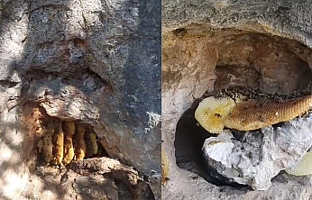 Elazığ'da görenler hayret ediyor