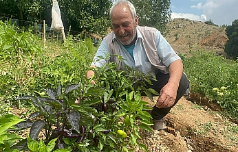 Elazığ'da görenler şaşkına döndü: Bahçesinde mor biber yetiştiriyor