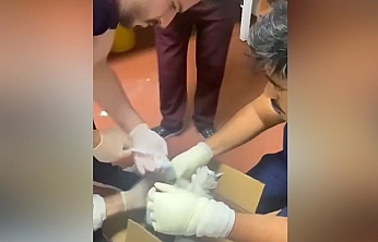 Elazığ'da hastanede bu kez hasta değil kedi tedavi edildi
