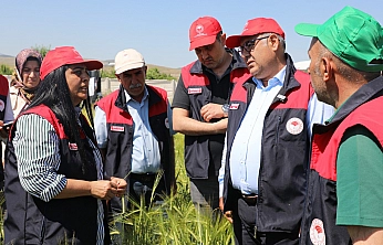 Elazığ'da hububat alanlarında Süne Nimf çalışması