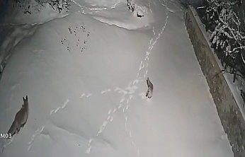 Elazığ'da iki tilkinin kavgası güvenlik kamerasına yansıdı