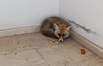 Elazığ'da ilginç anlar! Okulun içine tilki girdi