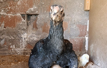 Elazığ'da ilginç anlar: yavru kedi anne tavuğun altına sığındı