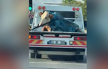 Elazığ'da ilginç anlar!