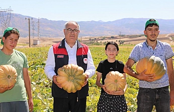 Elazığ'da kabak hasadı başladı! Üretimde artış bekleniyor