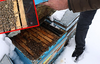 Elazığ'da kar yağışı arıcılara umut oldu