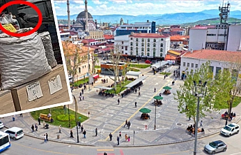 Elazığ'da karganın ceviz hırsızlığı kameraya yansıdı