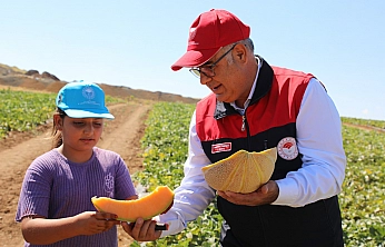 Elazığ'da kavun hasadı başladı! 8 bin dekarda 19 bin ton rekolte bekleniyor