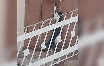 Elazığ'da kediden inanılmaz hamle
