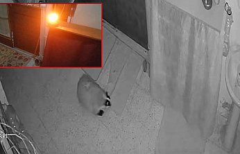 Elazığ'da kedilerin mamasını yiyen porsuğu uzaklaştırmak için alarm sistemi kurdu