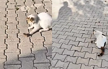 Elazığ'da Kedinin fareyle oyunu