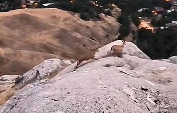 Elazığ'da koruma altındaki dağ keçileri görüntülendi