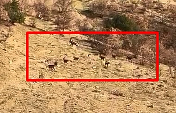 Elazığ'da koruma altındaki dağ keçileri görüntülendi