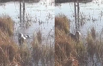 Elazığ'da koruma altındaki su samuru görüntülendi