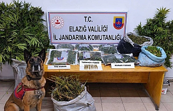 Elazığ'da köydeki kenevir tarlasına jandarma baskını: 3 tutuklama