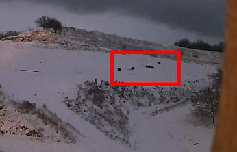 Elazığ'da kurt ile domuz sürüsü arasında kovalamaca kamerada