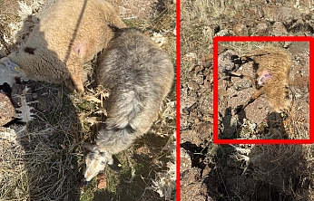 Elazığ'da kurtlar sürüye daldı: 28 koyun telef oldu, 12'si kayıp