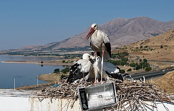 Elazığ'da leylekler büyük göç öncesi son hazırlıklarını yapıyor