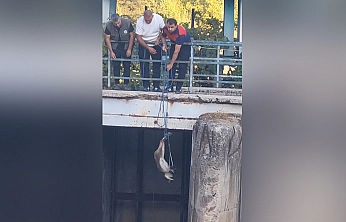 Elazığ'da mahsur kalan dağ keçisi kurtarıldı