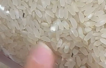 Elazığ'da marketten alınan pirincin içinden böcek çıktı