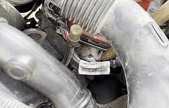 Elazığ'da motor kısmına giren yavru kedi için seferber oldular