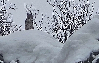 Elazığ'da nesli tehlike altındaki vaşak kameralara yansıdı