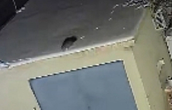 Elazığ'da nesli tükenme tehlikesi altındaki sansar kamerada