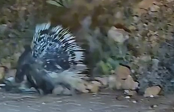 Elazığ'da oklu kirpi görüntülendi