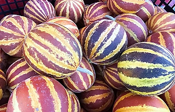 Elazığ'da şamama kavunu tezgahlarda