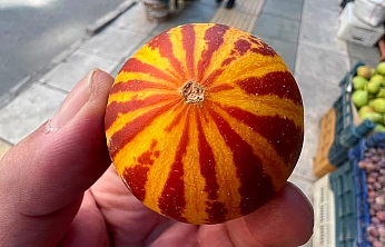 Elazığ'da şamama kavunu tezgahlardaki yerini aldı