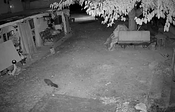 Elazığ'da şaşırtan görüntü! Bal porsuğu ile sansar aynı anda görüldü