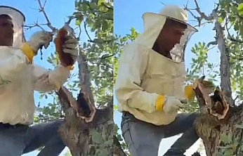 Elazığ'da şaşırtan keşif! Meşe ağacının gövdesinden 3 kilo bal çıkardı