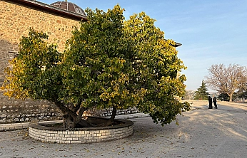 Elazığ'da 'Secde eden ağaç' görenleri şaşırtıyor