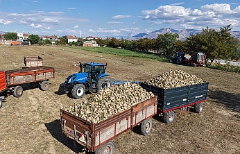 Elazığ'da şeker pancarı hasadı başladı