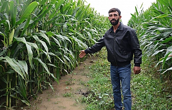 Elazığ'da sel suları 300 dönümlük emeği yuttu