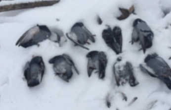 Elazığ'da soğuktan onlarca güvercin donarak telef oldu