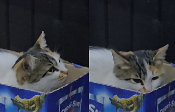 Elazığ'da soğuktan üşüyen sokak kedisi kendine kutudan yuva yaptı