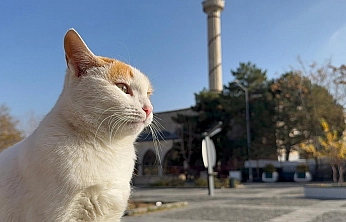 Elazığ'da sonbahar güneşinin keyfini en çok onlar çıkardı