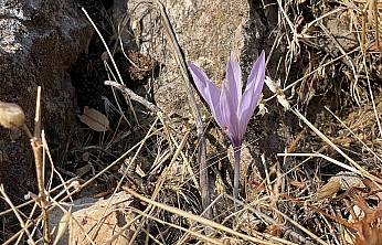 Elazığ'da sonbaharda açan nadir çiğdemler doğa tutkunlarını büyüledi