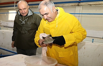 Elazığ'da su ürünleri üretiminde yeni hedef: 5 Milyon alabalık yumurtası