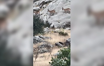 Elazığ'da Sürü Halindeki Dağ Keçileri Drone ile Görüntülendi