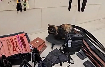 Elazığ'da tezgahını geç açan satıcıya kedisinin gösterdiği tepki, gündem oldu