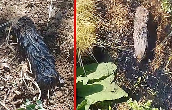 Elazığ'da toprak altından çıkan canlı merak uyandırdı