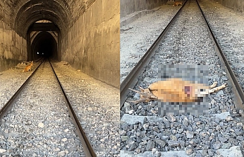 Elazığ'da tünele giren dağ keçilerine tren çarptı