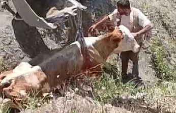 Elazığ'da Uçurumdan inek düştü