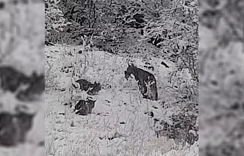 Elazığ'da vaşak ailesi görüntülendi