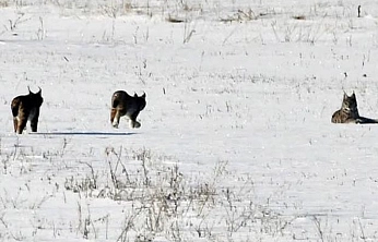 Elazığ'da vaşak ailesi görüntülendi
